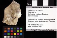 Foto (Objket + Etiketten) von Pithonoton sp. 